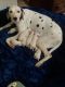 Dalmatian Puppies for sale in Corpus Christi, Texas. price: $800