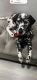 Dalmatian Puppies for sale in Oxnard, California. price: $750