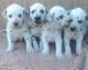 Dalmatian Puppies for sale in Madison, WI, USA. price: NA