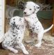Dalmatian Puppies for sale in Hartford, CT, USA. price: NA