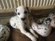 Dalmatian Puppies for sale in Columbus, OH, USA. price: NA