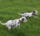 Dalmatian Puppies for sale in San Antonio, TX, USA. price: NA