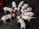 Dalmatian Puppies for sale in Delvinë District, Albania. price: 250 ALL