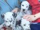 Dalmatian Puppies for sale in Dublin, OH, USA. price: NA