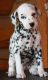Dalmatian Puppies for sale in Denver, CO, USA. price: $650