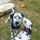Dalmatian Puppies for sale in San Antonio, TX, USA. price: NA