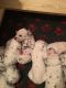 Dalmatian Puppies for sale in 323 New York Ranch Rd, Jackson, CA 95642, USA. price: $350