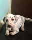 Dalmatian Puppies for sale in 15201 San Pedro Ave, San Antonio, TX 78232, USA. price: NA