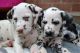 Dalmatian Puppies for sale in Colorado Springs, CO 80903, USA. price: $400