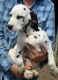 Dalmatian Puppies for sale in Denver, CO, USA. price: $650
