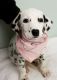 Dalmatian Puppies for sale in Lawrenceville, GA, USA. price: NA