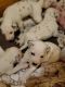 Dalmatian Puppies for sale in Lock Haven, PA 17745, USA. price: $800
