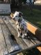 Dalmatian Puppies for sale in Akron, OH, USA. price: $1,500