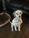 Dalmatian Puppies for sale in Norcross, GA, USA. price: NA