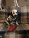 Dalmatian Puppies for sale in Cleveland, OH, USA. price: $2,000