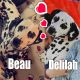 Dalmatian Puppies for sale in Dillsburg, PA 17019, USA. price: $1,500