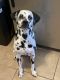 Dalmatian Puppies for sale in Toms River, NJ, USA. price: NA