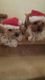 Dandie Dinmont Terrier Puppies for sale in Chesapeake, VA, USA. price: NA