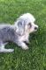 Dandie Dinmont Terrier Puppies for sale in Dietrich, ID 83324, USA. price: NA
