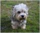 Dandie Dinmont Terrier Puppies for sale in Columbus, MT 59019, USA. price: NA