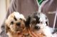 Dandie Dinmont Terrier Puppies for sale in Oklahoma City, OK, USA. price: NA