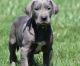 Dandie Dinmont Terrier Puppies for sale in Virginia Beach, VA, USA. price: NA