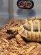 Desert Tortoise Reptiles for sale in Port Washington, WI 53074, USA. price: $350