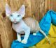 Devon Rex Cats for sale in Miami, FL, USA. price: $3,000