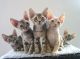 Devon Rex Cats for sale in Atlanta, GA, USA. price: $500