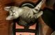 Devon Rex Cats for sale in New York City, New York. price: $500
