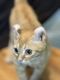 Devon Rex Cats for sale in Gray, Tennessee. price: $850
