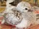 Diamond Dove Birds for sale in Ypsilanti, MI, USA. price: NA