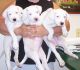 Dingo Puppies for sale in New York, NY, USA. price: NA