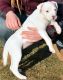 Dingo Puppies for sale in Los Angeles, CA, USA. price: NA