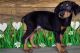 knowledgeable Doberman Puppies
