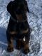Doberman Pinscher Puppies for sale in St Paul, MN, USA. price: $650