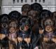 Doberman Pinscher Puppies for sale in Sioux City, IA, USA. price: $1,500