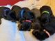 Doberman Pinscher Puppies for sale in Bridgewater Township, NJ 08807, USA. price: $1,500