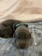 Doberman Pinscher Puppies for sale in Eagle Mountain, UT 84005, USA. price: NA