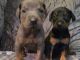 Doberman Pinscher Puppies for sale in Bloomington, MN 55425, USA. price: NA