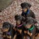 Doberman Pinscher Puppies for sale in 5030 Strasbourg Way, Sacramento, CA 95842, USA. price: $600