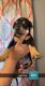 Doberman Pinscher Puppies for sale in Kansas City, KS, USA. price: $150