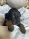 Doberman Pinscher Puppies for sale in Portland, OR, USA. price: $650