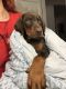 Doberman Pinscher Puppies for sale in Nashua, NH, USA. price: NA