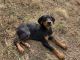 Doberman Pinscher Puppies for sale in Jefferson, IA 50129, USA. price: NA