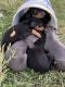 Doberman Pinscher Puppies for sale in Jefferson, IA 50129, USA. price: $675,800