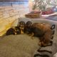 Doberman Pinscher Puppies for sale in Pueblo West, CO, USA. price: $1,000