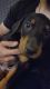 Doberman Pinscher Puppies for sale in Sacramento, CA, USA. price: $500