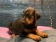 Doberman Pinscher Puppies for sale in Princeton, NC 27569, USA. price: NA