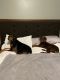 Doberman Pinscher Puppies for sale in Edmond, OK 73034, USA. price: NA